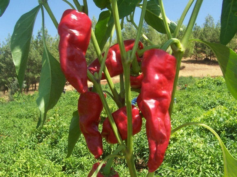 İslahiye Biberi